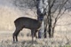 Rehe Wildlife 2012