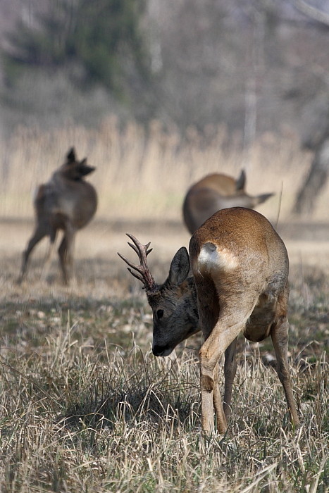 Rehe Wildlife 2012 Bild 11