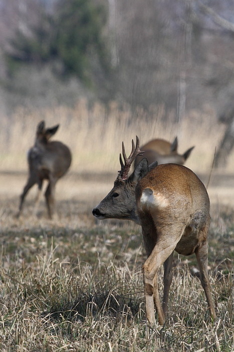 Rehe Wildlife 2012 Bild 12