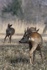 Rehe Wildlife 2012