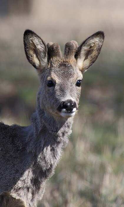 Rehe Wildlife 2012 Bild 13