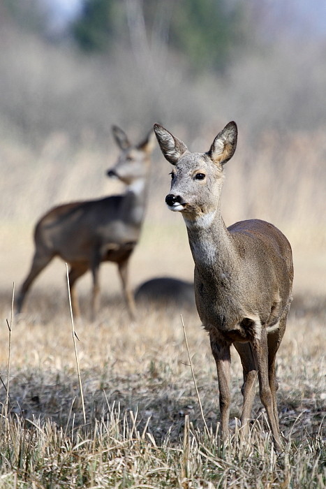 Rehe Wildlife 2012 Bild 14