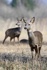 Rehe Wildlife 2012