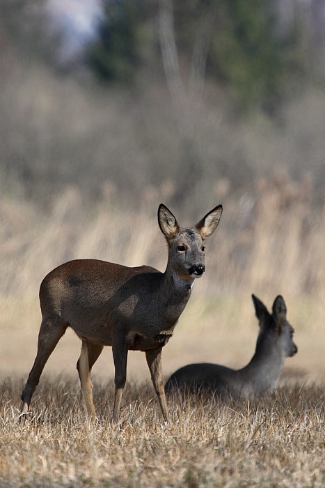 Rehe Wildlife 2012 Bild 15