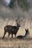 Rehe Wildlife 2012