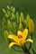 Lilien Bild 1