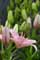 Lilien Bild 18